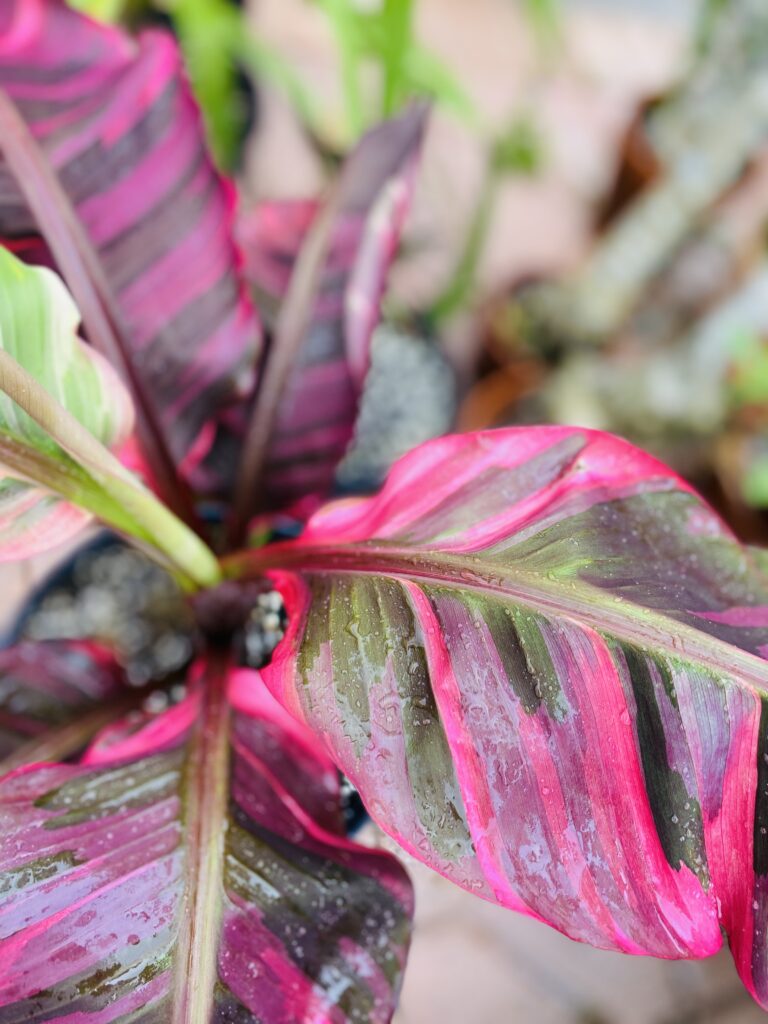 Hot Pink Musa Nono Variegated Banana NSE Tropicals