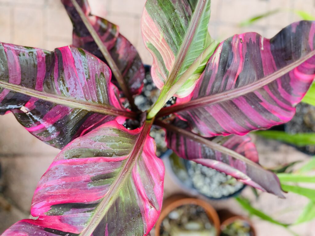 Hot Pink Musa Nono Variegated Banana NSE Tropicals