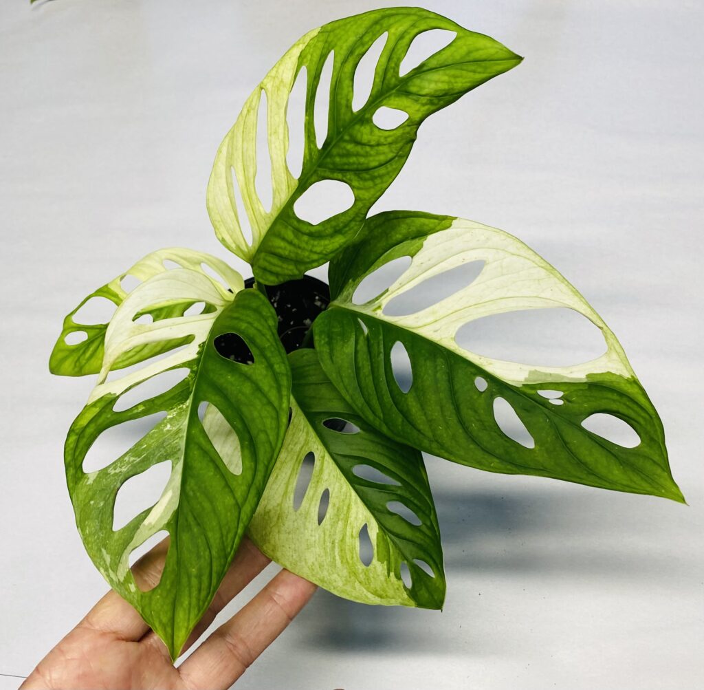 Monstera Adansonii Variegated NSE Tropicals