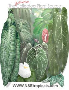 Anthurium Moodeanum X Veitchii Peace  Lily 