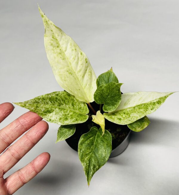 Variegated Anthurium birdsnest hybrid