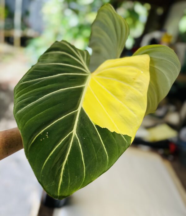 Variegated Philodendron gloriosum