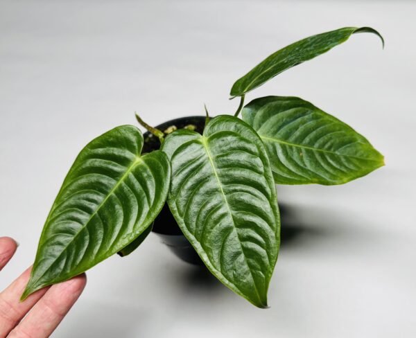 Small Anthurium veitchii - Narrow form - Image 2