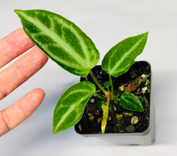 Small Anthurium Fairchild crystallinum - Image 2