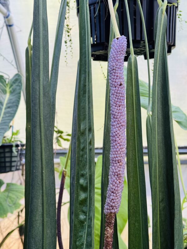 Anthurium 'NSE lavender berries' 10 fresh seeds - Image 2