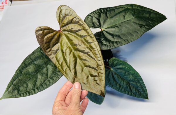 Anthurium papillilaminum x luxurians