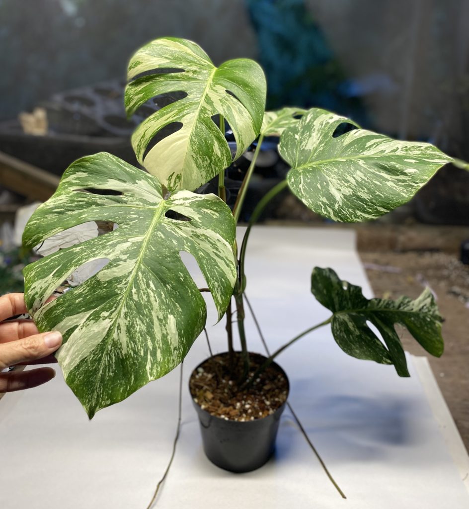 Monstera albo variegated - NSE Tropicals