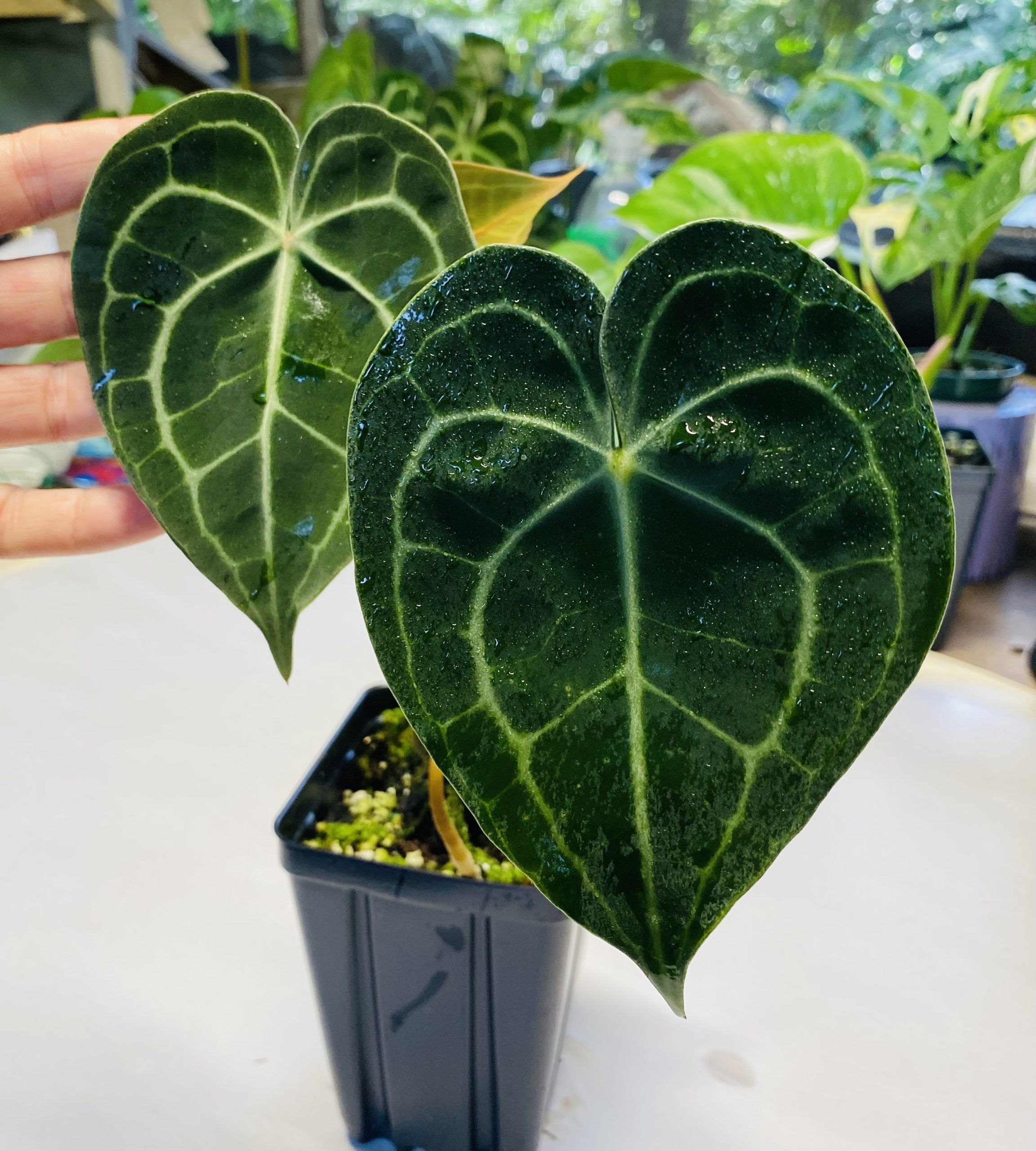 Anthurium clarinervium NSE Tropicals