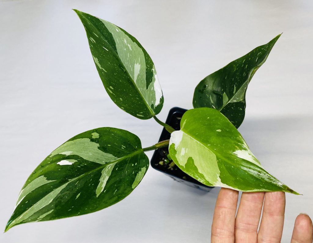 Philodendron White Princess NSE Tropicals   IMG 4719 1024x795 