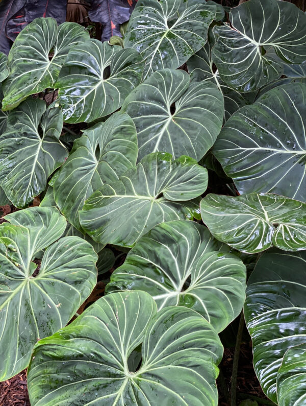 Philodendron gloriosum small size