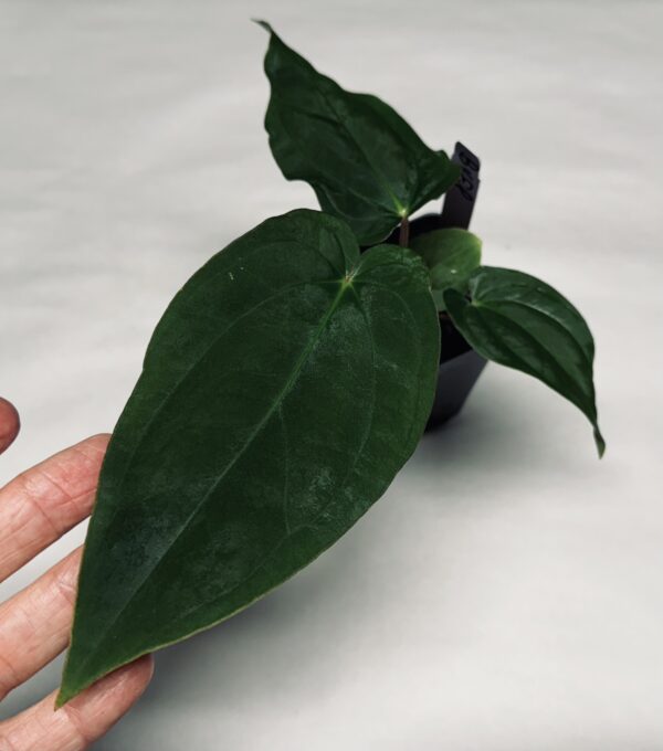 Anthurium BVEP (antolakii)