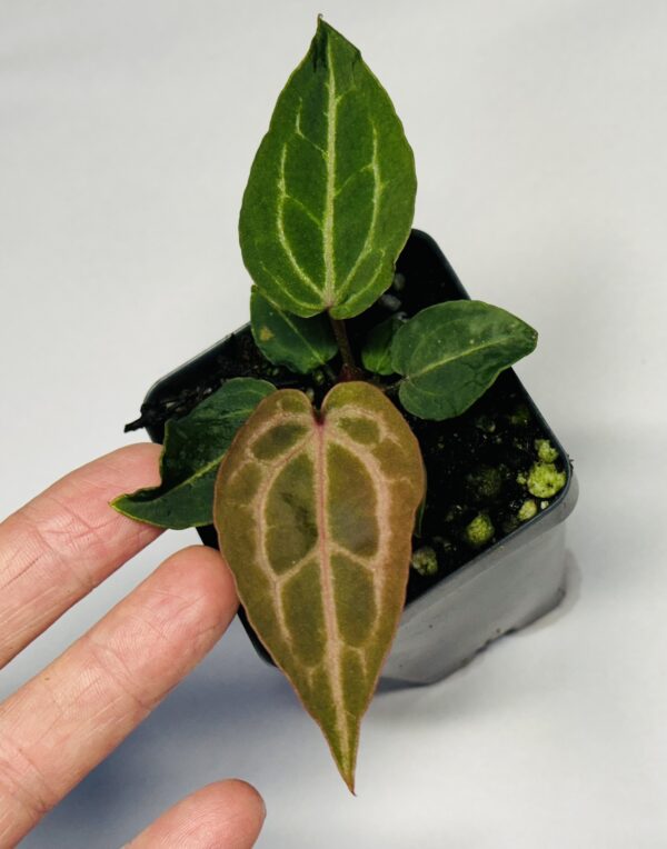 Anthurium NSE red crystallinum seedling - Image 3