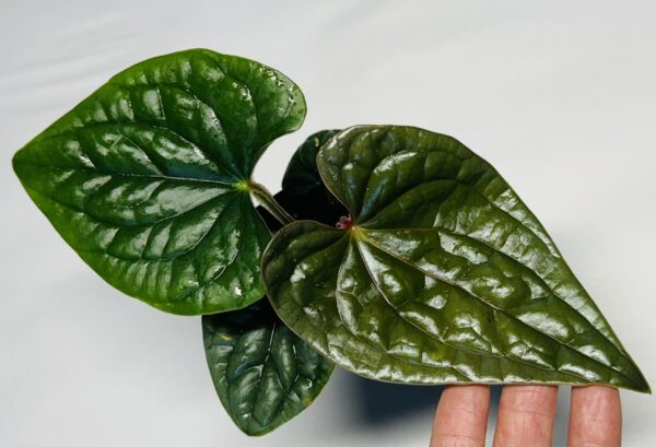 Anthurium luxurians - Image 2