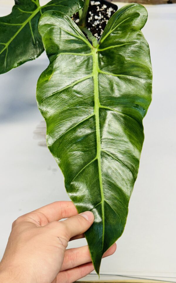 Philodendron maximum