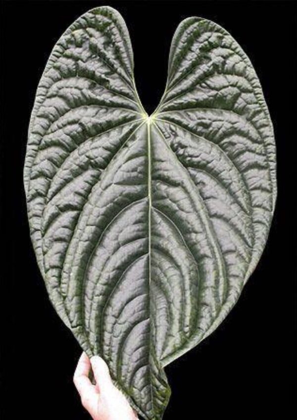 Anthurium luxurians