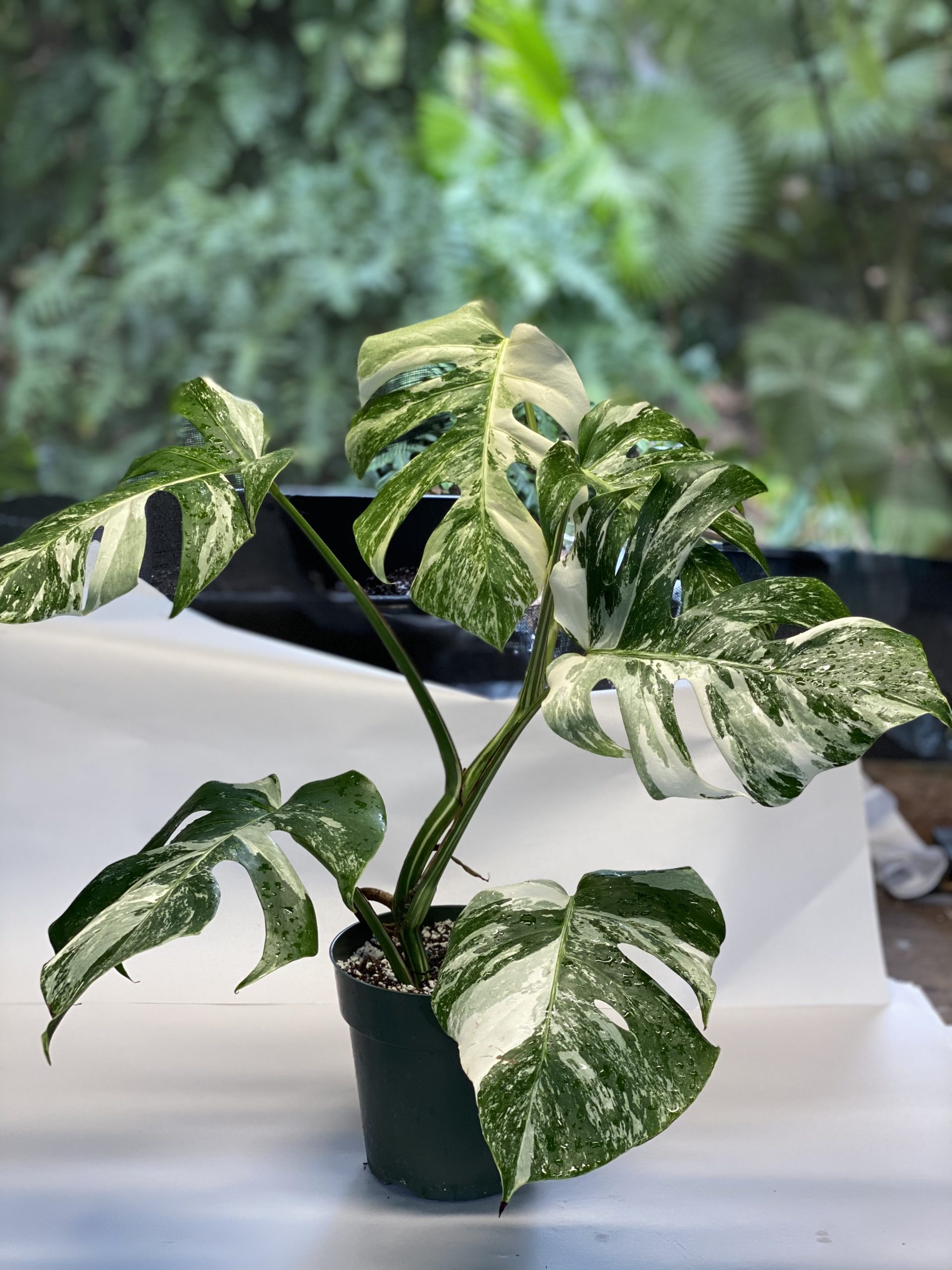 Monstera albo variegata - NSE Tropicals