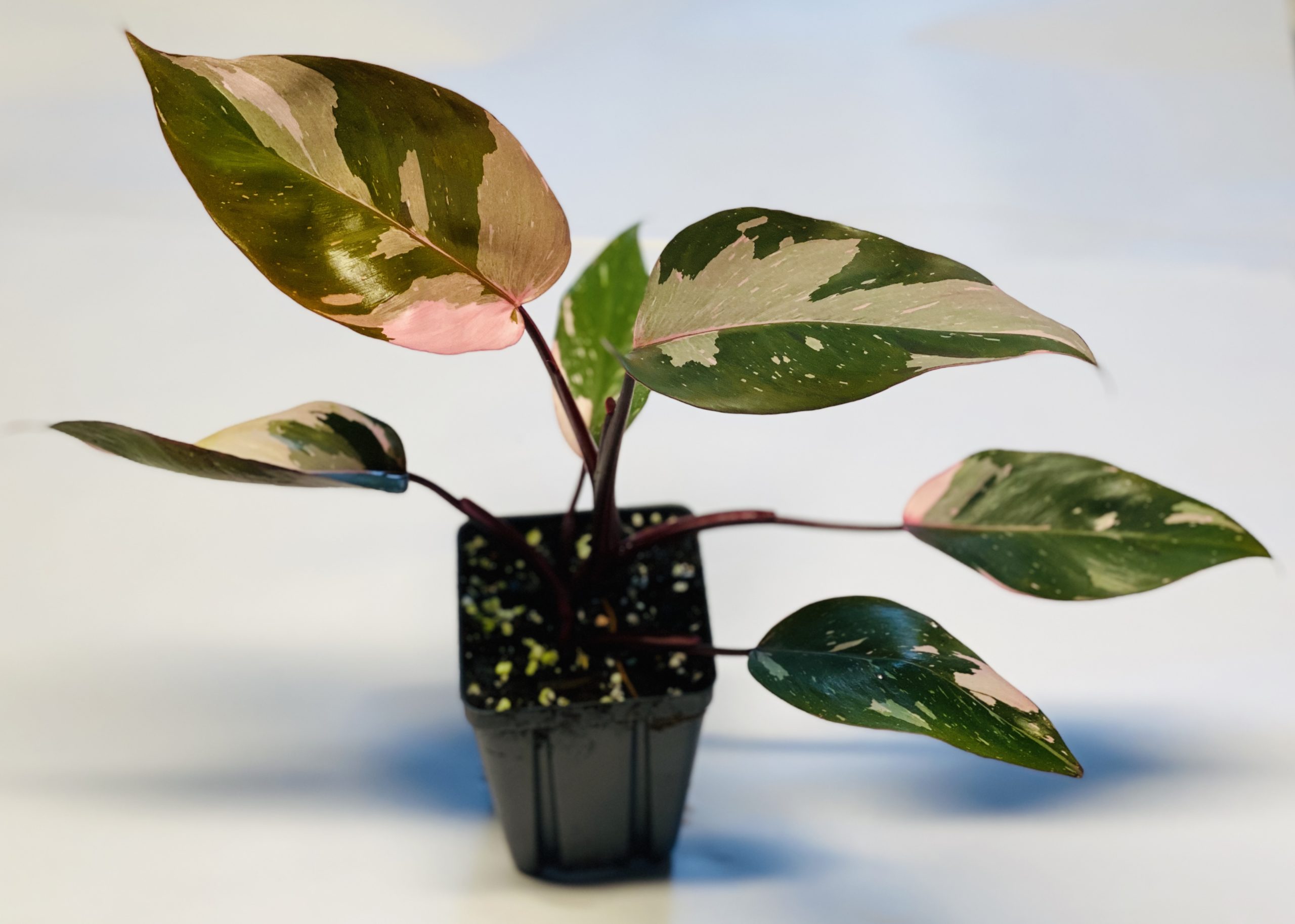 Philodendron 'pink princess' - NSE Tropicals