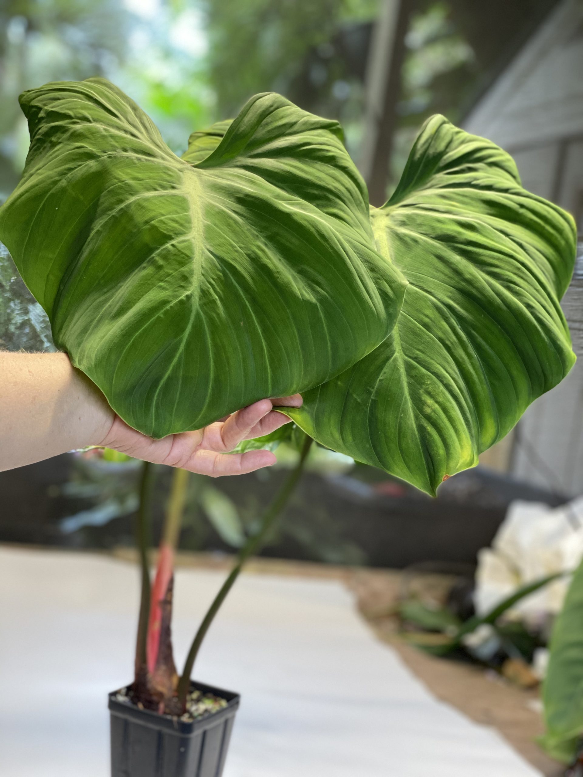 Philodendron El Choco Red Nse Tropicals