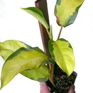 Philodendron Thai Sunrise Nse Tropicals